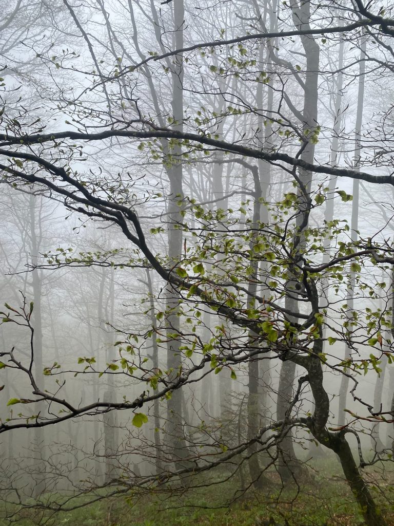 Planinska šuma u maglovitom jutru.